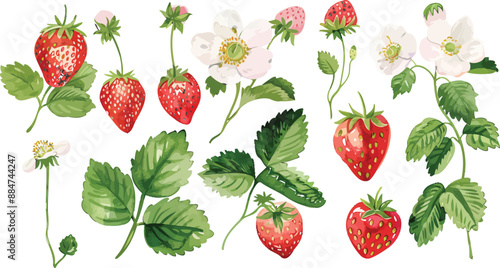 Watercolor Illustration of Strawberry Border, Strawberries with Leaves and Flowers Hanging on a Branch, Isolated on White Background