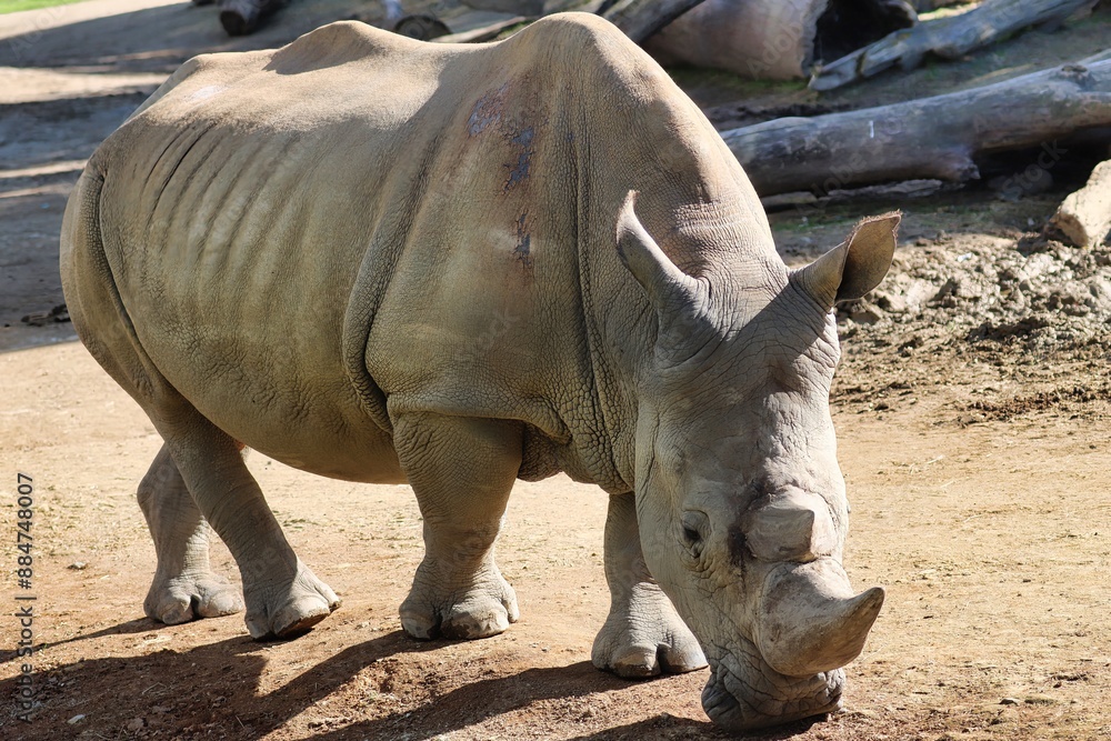 Obraz premium African Safari