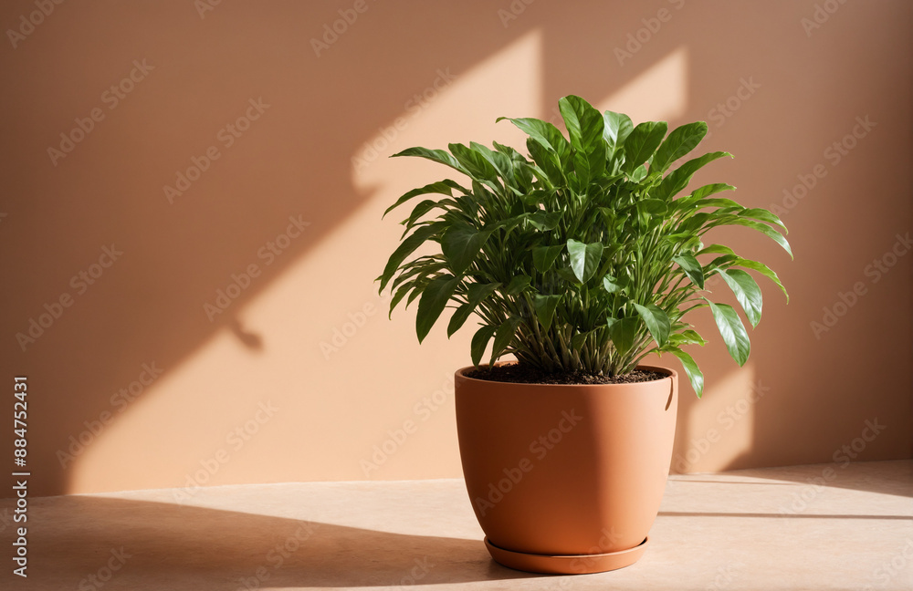 Fototapeta premium beautiful pot of plant in front of pastel brown background sunny lighting