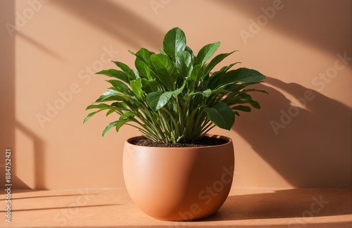 beautiful pot of plant in front of pastel brown background sunny lighting photo