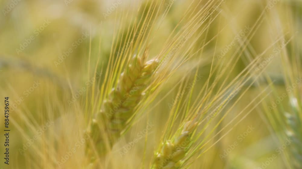 Macro shot of barley ears with delicate strands moving in the breeze, highlighting the intricate details and vibrant colors of the grain Macro shot of barley ears with delicate strands moving in the breeze, highlighting the intricate details and vibrant colors of the grain