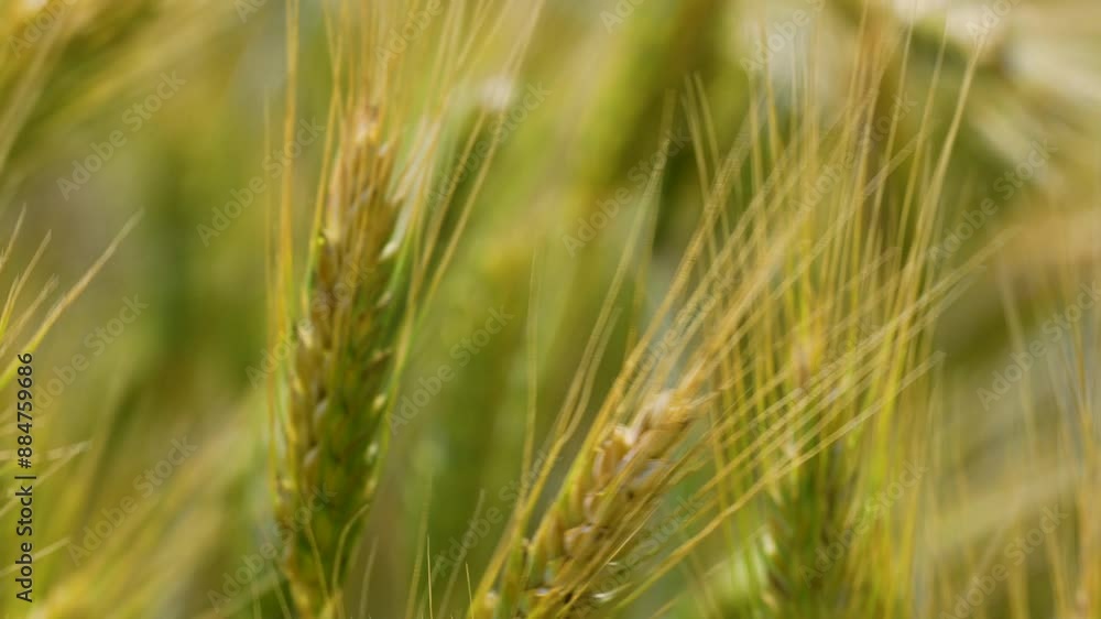Close-up of ripening barley ears with their distinctive long awns, capturing the detail and texture of the grain Close-up of ripening barley ears with their distinctive long awns, capturing the detail and texture of the grain