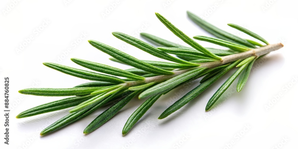 Fototapeta premium Rosemary leaf herbal spice isolated on background, Rosemary, leaf, herbal, spice, isolated,background, fresh, ingredient