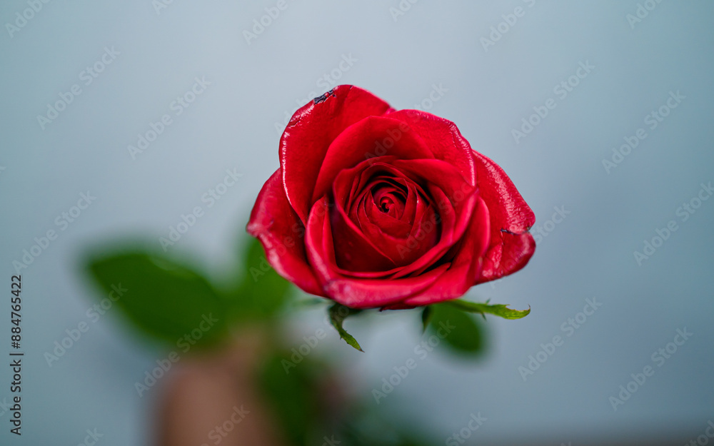 red rose with drops of water red rose with drops of water