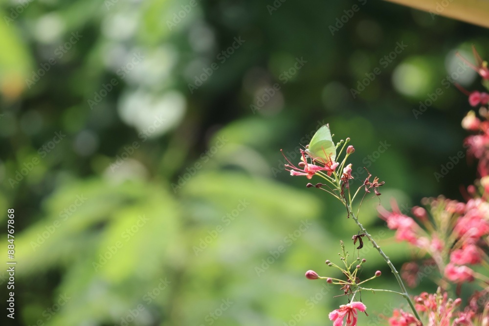 red and green red and green