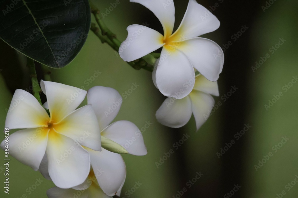 Fototapeta premium white frangipani flower