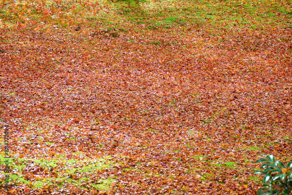 京都　大原　三千院　有清園の紅葉  美しい散りもみじ（日本京都府京都市）
Beautiful fallen maples at Yusei-en Garden, Sanzen-in Temple（Sanzenin Temple）, Ohara, Kyoto (Kyoto City, Kyoto Prefecture, Japan)
