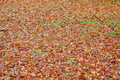 京都　大原　三千院　有清園の紅葉  美しい散りもみじ（日本京都府京都市） Beautiful fallen maples at Yusei-en Garden, Sanzen-in Temple（Sanzenin Temple）, Ohara, Kyoto (Kyoto City, Kyoto Prefecture, Japan)  © Manuela