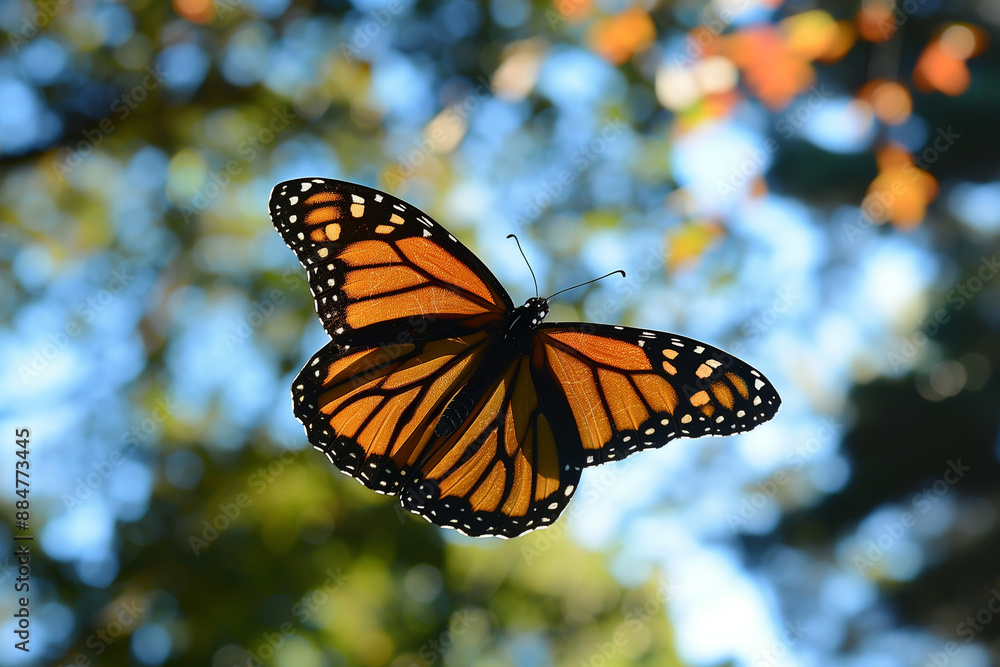 Obraz premium monarch butterfly 