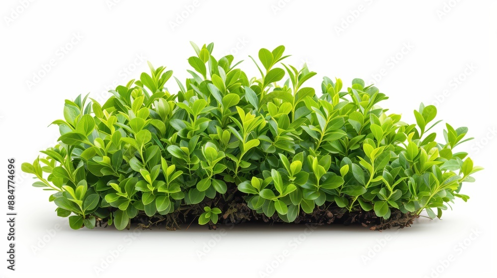Vibrant lush green shrub with dense foliage and vibrant leaves on white background Vibrant lush green shrub with dense foliage and vibrant leaves on white background