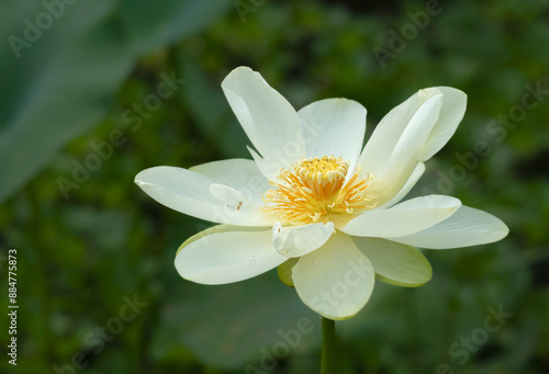 Yellow Lotus Flower at Cullinan Park, Sugar Land, Texas
