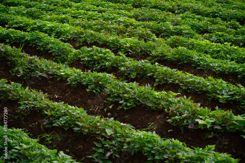  Sweet potatoes that are growing well in the plantation