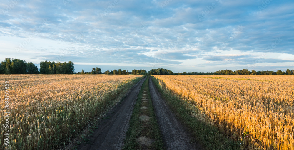 Ripe golden wheat spikelets on the field in warm autumn day. Autumn landscape. Agriculture industry. Ripe golden wheat spikelets on the field in warm autumn day. Autumn landscape. Agriculture industry.