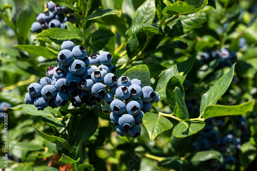 Fotografía Closeup of Duke variety blueberry bushes loaded with large ripe blueberries on a