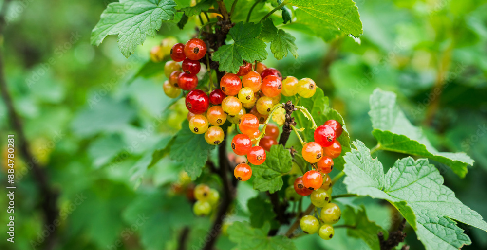 Fototapeta premium Red currant berry bush with unripe berries in the garden. Selective focus.