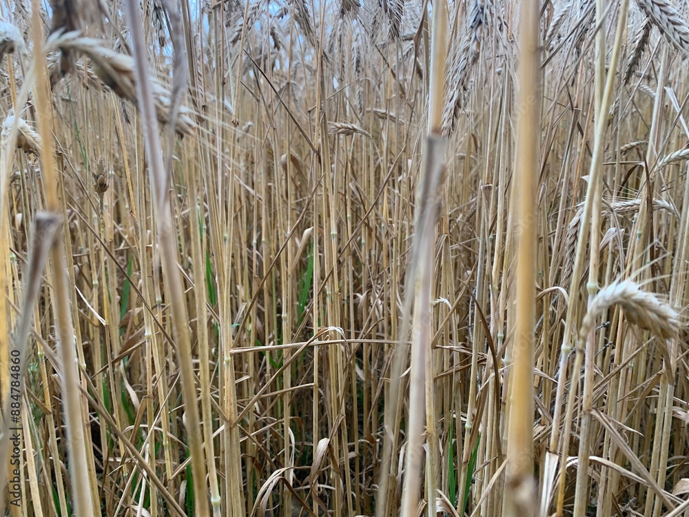 Fototapeta premium reeds in the wind