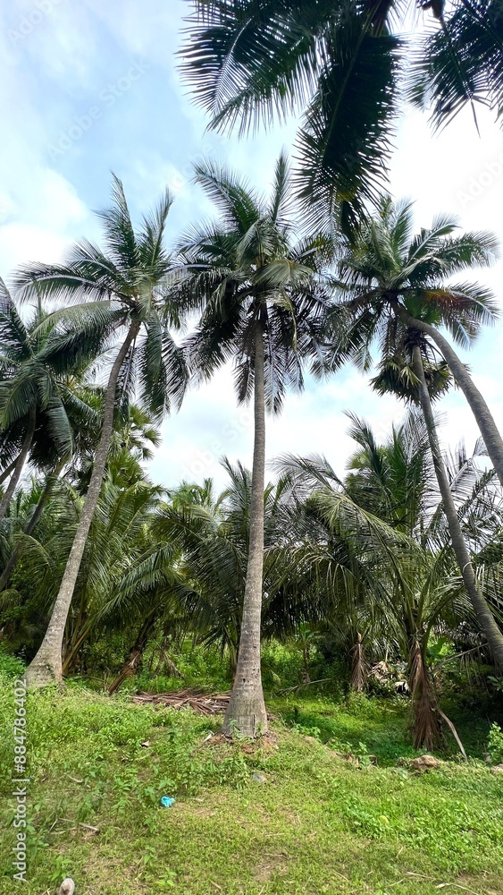 Coconut trees in the green fields with full of coconuts Coconut trees in the green fields with full of coconuts