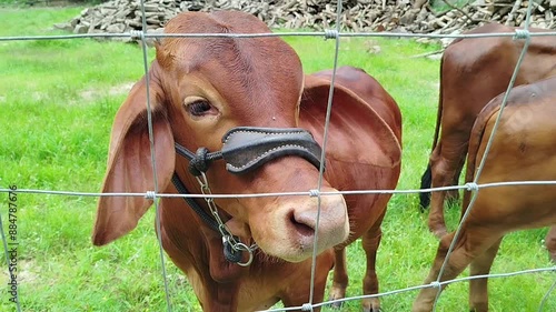 Cattle breeding farm close up of the brown cow look in to camera