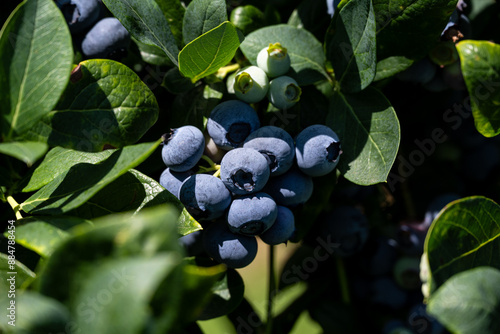 Closeup of Duke variety blueberry bushes loaded with large ripe blueberries on a u-pick farm on a sunny summer day, nutritious organic fruit, part of heathy lifestyle and diet
 photo