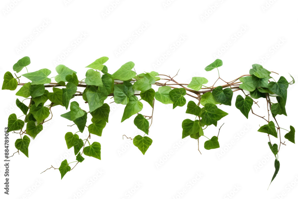 A close-up of a green vine branch with heart-shaped leaves, isolated against a white background A close-up of a green vine branch with heart-shaped leaves, isolated against a white background