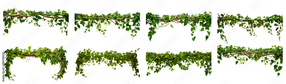 Set of of green ivy vines hanging from branches against a white background Set of of green ivy vines hanging from branches against a white background