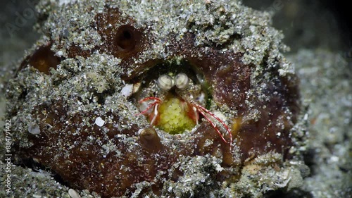 Small Mantis Shrimp (Stomatopoda) hiding in a sponge, clutching eggs,  Anilao, Philippines  1 of 4  60fps