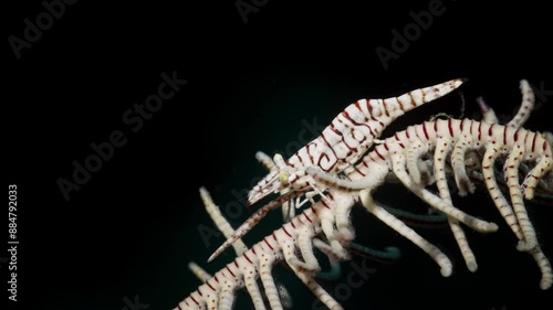 Crinoid Shrimp ( Laomenes sp.) cleaning it's eyes while on a crinoid, Anilao, Philippines 3 of 3  60fps photo