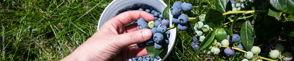 Caucasian woman’s hand reaching into a bush to pick large ripe blue Duke blueberries over a white bucket of picked berries in a u-pick farm field on a sunny day
Caucasian woman’s hand reaching into a bush to pick large ripe blue Duke blueberries over a white bucket of picked berries in a u-pick farm field on a sunny day
