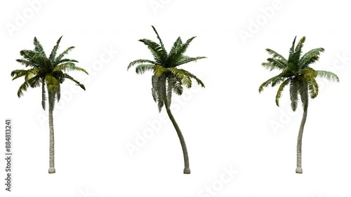 Isolated 3D realistic palm tree on the wind and black background with transparent cut out animation and alpha channel. 4k 30 fps seamless loop.