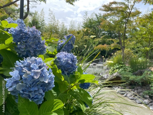 きれいな紫陽花