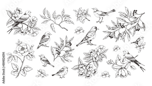 Vintage flowers and birds. Floral blossom in butterfly garden, victorian black old tree, spring apple cherry or pear. Engraving forest sparrow and bluebird. Vector design sketch illustration