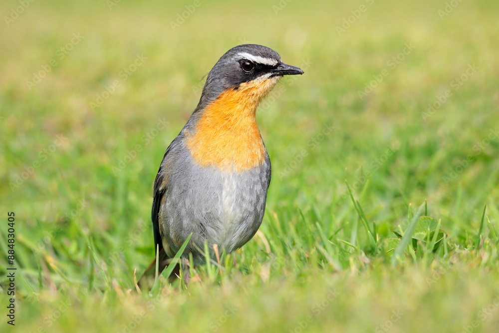 A colorful Cape robin-chat (Cossypha caffra) perched on the ground, South Africa. A colorful Cape robin-chat (Cossypha caffra) perched on the ground, South Africa.