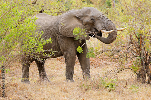 Large African elephant (Loxodonta africana) bull feeding, Kruger National Park, South Africa.