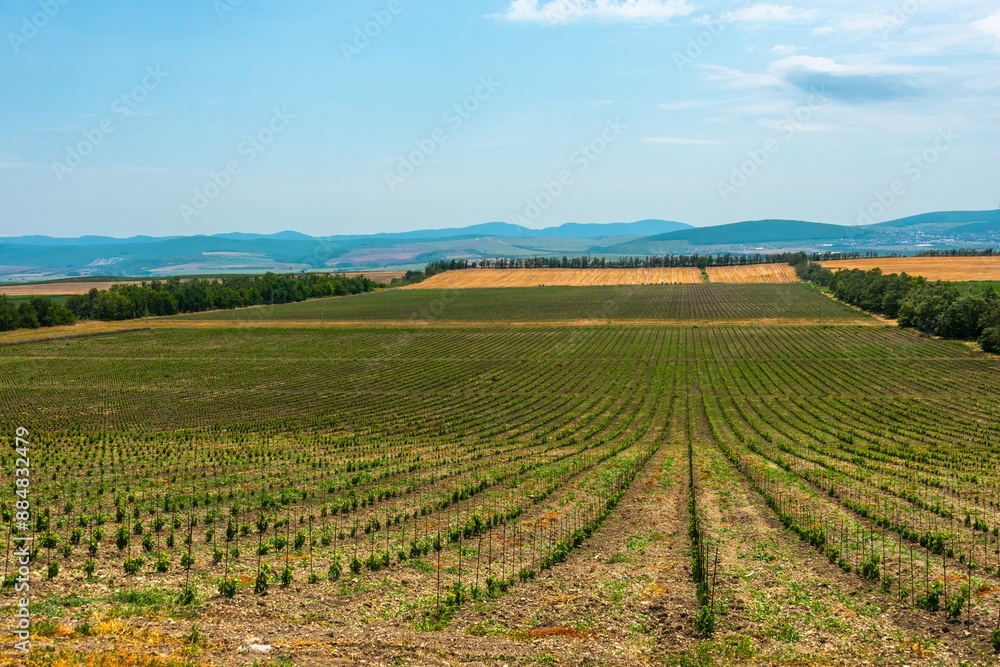 a new young vineyard with rows of newly planted plants in the foothills of the Western Caucasus on a sunny day a new young vineyard with rows of newly planted plants in the foothills of the Western Caucasus on a sunny day