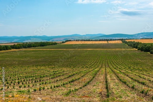 Wallpaper Mural a new young vineyard with rows of newly planted plants in the foothills of the Western Caucasus on a sunny day Torontodigital.ca