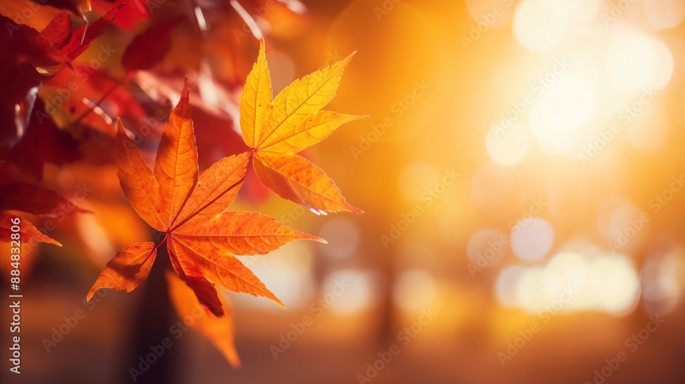 autumn leaves background autumn leaves background