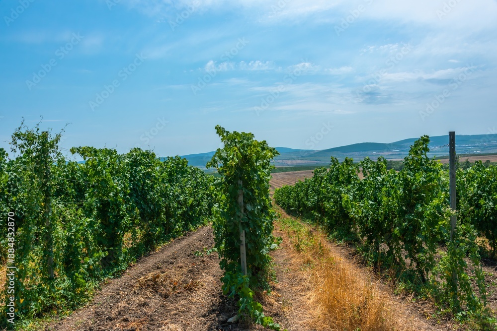 a large bush of grapes in a vineyard, planted in rows on a high trellis on a large wide field in the foothills of the Western Caucasus (South Russia) on a sunny day in early July a large bush of grapes in a vineyard, planted in rows on a high trellis on a large wide field in the foothills of the Western Caucasus (South Russia) on a sunny day in early July