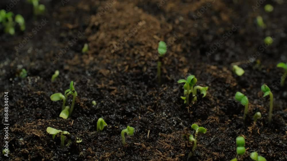 Growing seeds rising from soil time lapse 4k footage. Growing seeds rising from soil time lapse 4k footage.