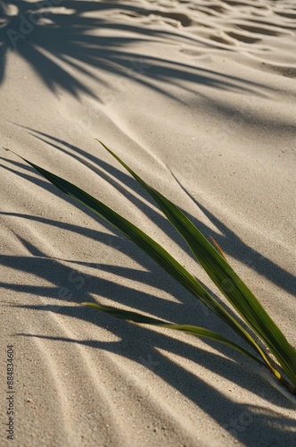 palm leaf shadow on abstract white sand beach background. photo