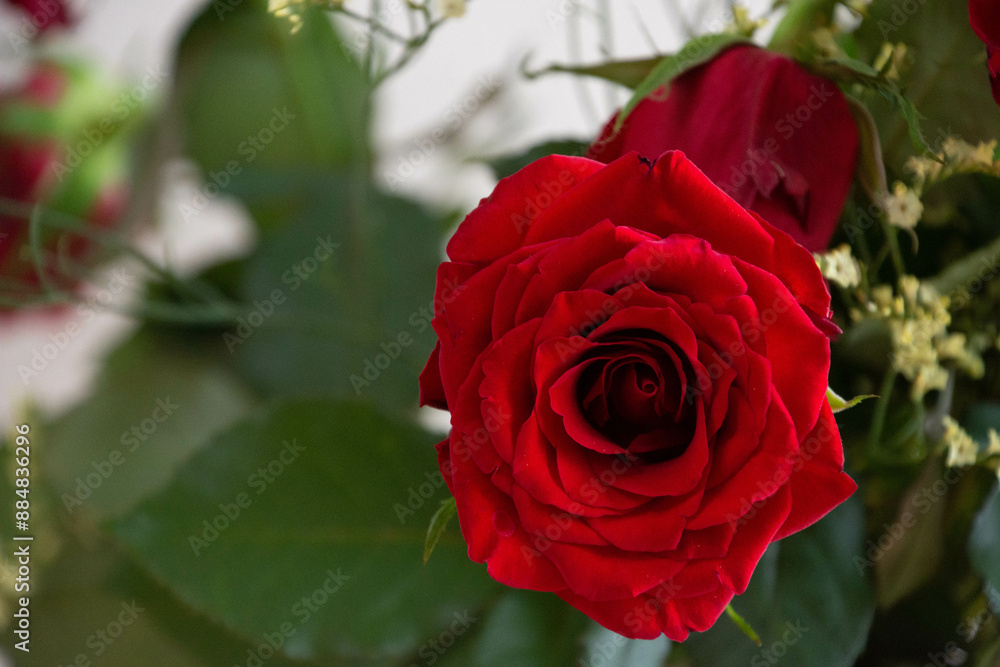 Fototapeta premium 赤い薔薇