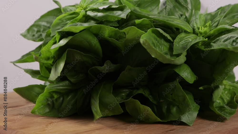 иunch of basil organic leaves food rotation on wood. иunch of basil organic leaves food rotation on wood.