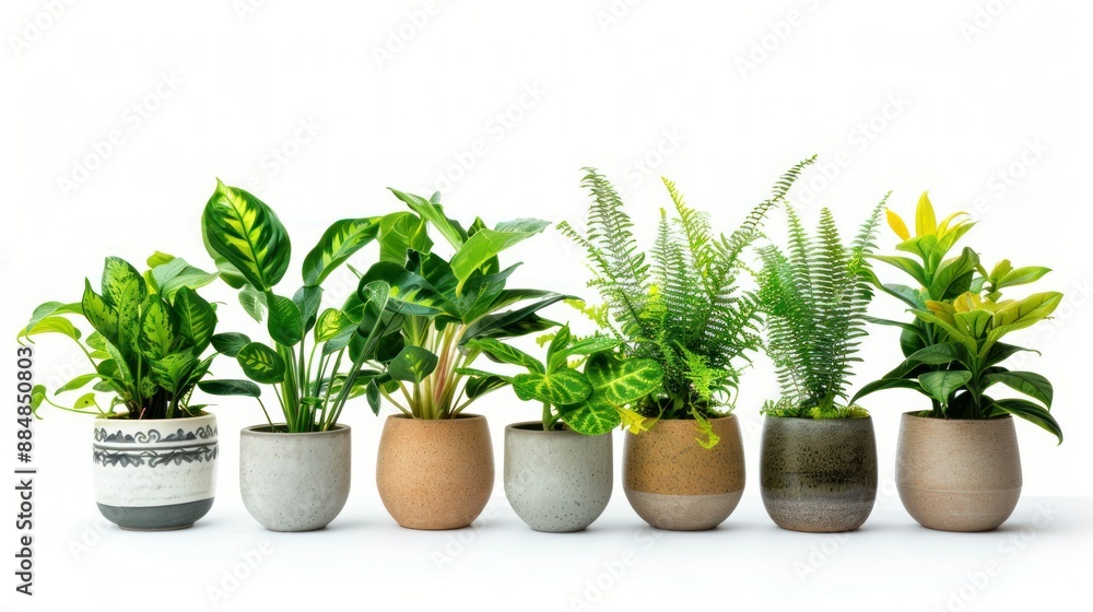 collection houseplant in vase isolated on white collection houseplant in vase isolated on white