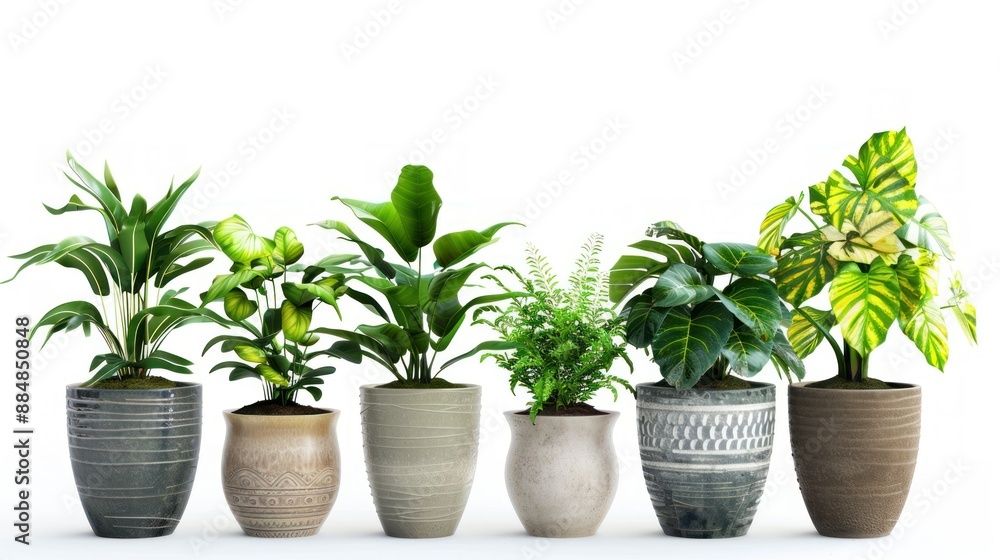 collection houseplant in vase isolated on white collection houseplant in vase isolated on white