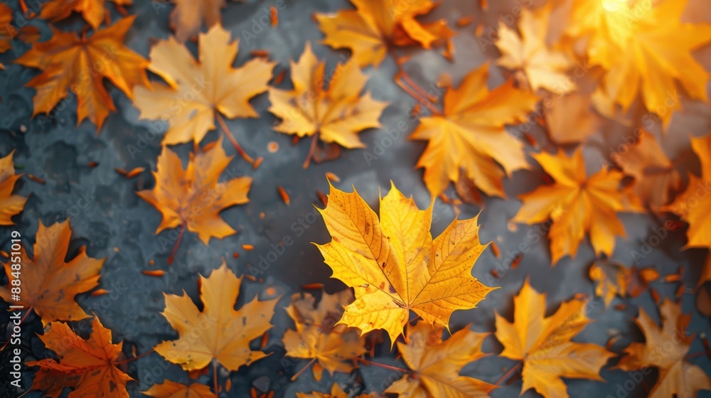 Autumn leaves scattered on the ground with vibrant orange and yellow hues, creating a serene and picturesque fall atmosphere. Autumn leaves scattered on the ground with vibrant orange and yellow hues, creating a serene and picturesque fall atmosphere.