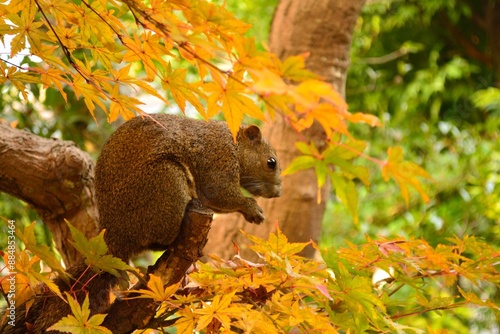 日本 鎌倉の紅葉とリス