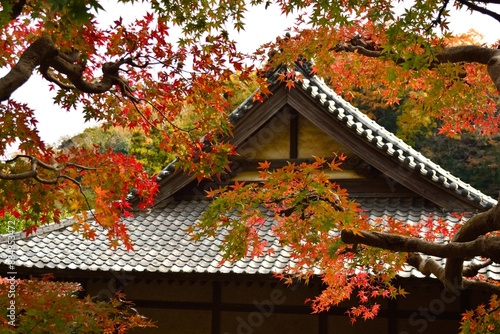 日本 鎌倉 長寿寺の紅葉