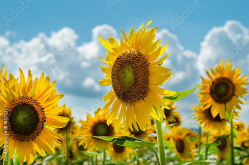 Sunflower, ひまわり、夏空、夏雲