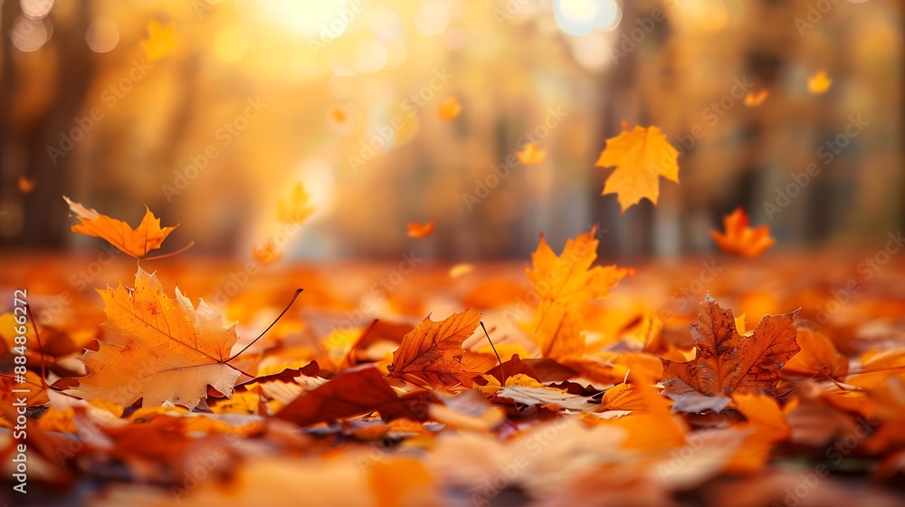 Lively closeup of falling autumn leaves with vibrant backlight from the setting sun Lively closeup of falling autumn leaves with vibrant backlight from the setting sun