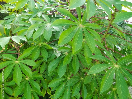 Cassava plant, taken close up, for green background or nature theme