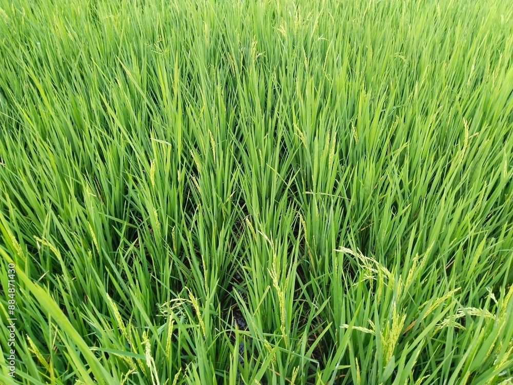 Image of rice plant for green background or nature theme Image of rice plant for green background or nature theme